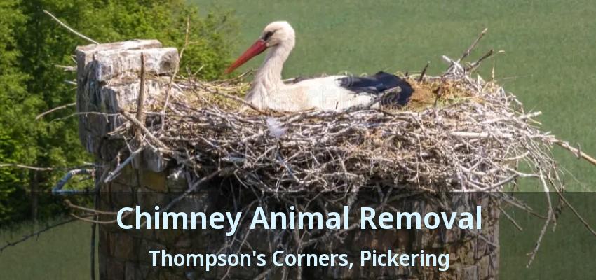 Chimney Animal Removal Thompson's Corners, Pickering - ON