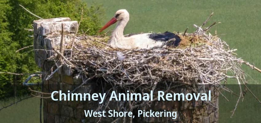 Chimney Animal Removal West Shore, Pickering - ON