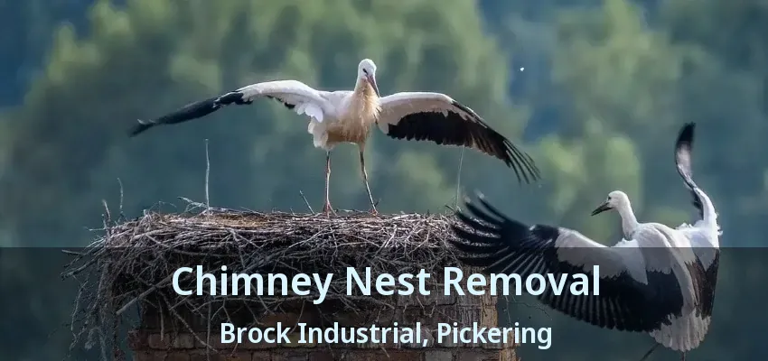 Chimney Nest Removal Brock Industrial, Pickering - ON