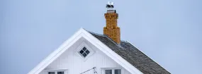 Chimney Nest Removal Brock Industrial, Pickering